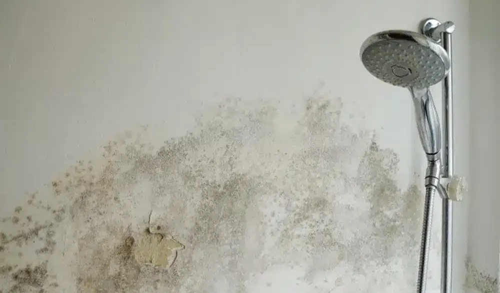 4 Signs to Identify The Damage Caused by Leaking Showers in perth